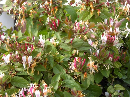 Lonicera japonica (Mâna Maicii Domnului)